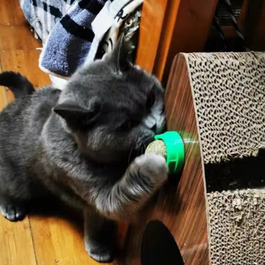 4PCS Catnip Ba for Cats Wall Catnip Toys for Cat Lick Kitten Chew Toys Teeth Cleaning Dental Edible Cat Toys United States S7b1924d9032241f8b0e6649df7a22f9eQ Mytailwiggles2.com