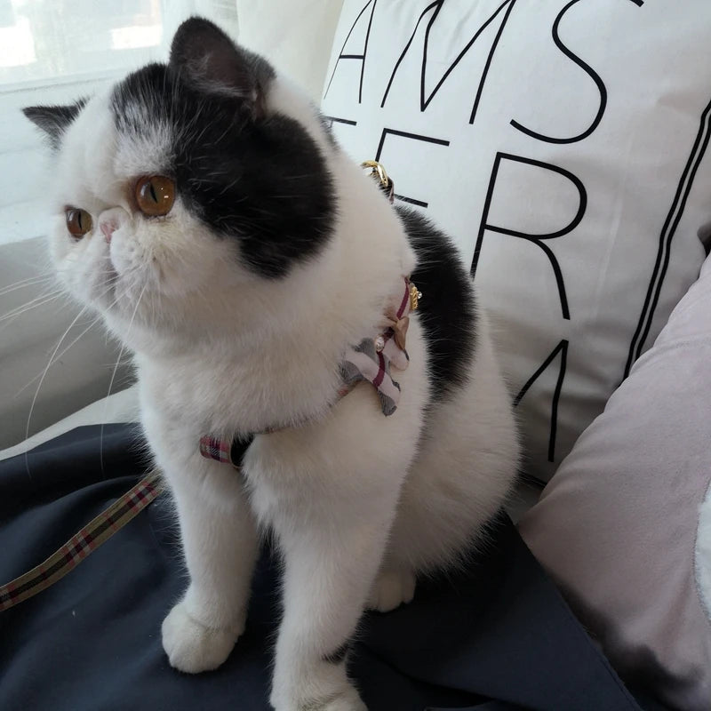 Pet Vest Lovely Collar Set Dog Harness Leash Cat British Style Harness Dog Accessories Pets Supplies Teddy Chihuahua 2-piece Set S1da4c37e7c2844a4990eddefa42fa99aN Mytailwiggles2.com