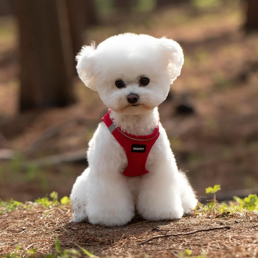 Dog Harness Dog Breathable Mesh Harness Vest Collar Soft Chest Strap Leash Set All Weather Mesh Adjustable Reflective Puppy Har S41adab8095a843988613819ad50747a1d Mytailwiggles2.com