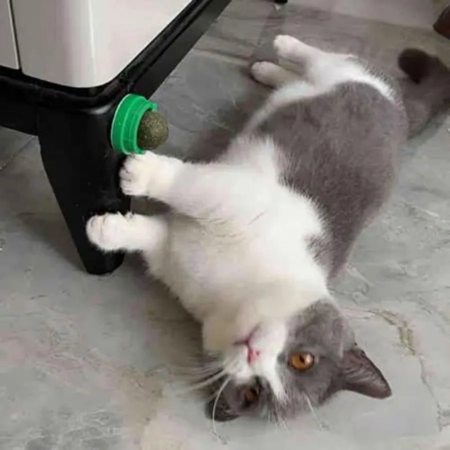 4PCS Catnip Ba for Cats Wall Catnip Toys for Cat Lick Kitten Chew Toys Teeth Cleaning Dental Edible Cat Toys S60e9b8ff952042a3a9bb20914d9c766fK Mytailwiggles2.com