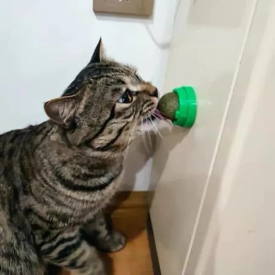 4PCS Catnip Ba for Cats Wall Catnip Toys for Cat Lick Kitten Chew Toys Teeth Cleaning Dental Edible Cat Toys S8e9db92891c440eba633455624123367p Mytailwiggles2.com