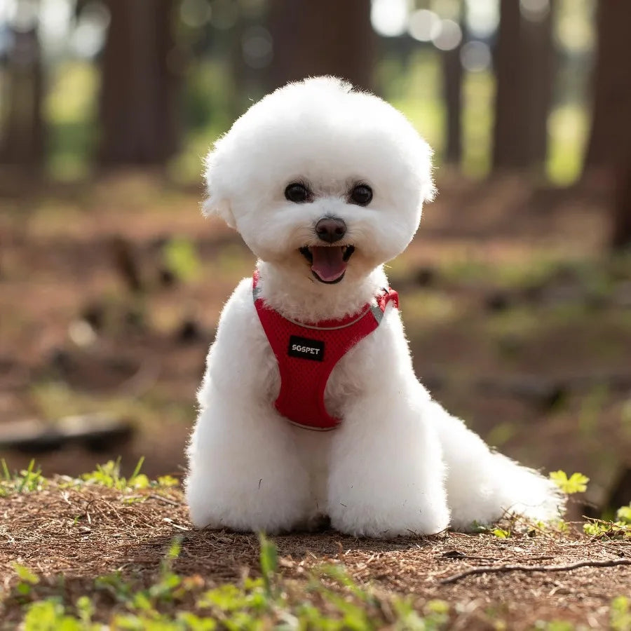 Dog Harness Dog Breathable Mesh Harness Vest Collar Soft Chest Strap Leash Set All Weather Mesh Adjustable Reflective Puppy Har Sbe532a8847cd4242b016f5d52dfd8380n Mytailwiggles2.com