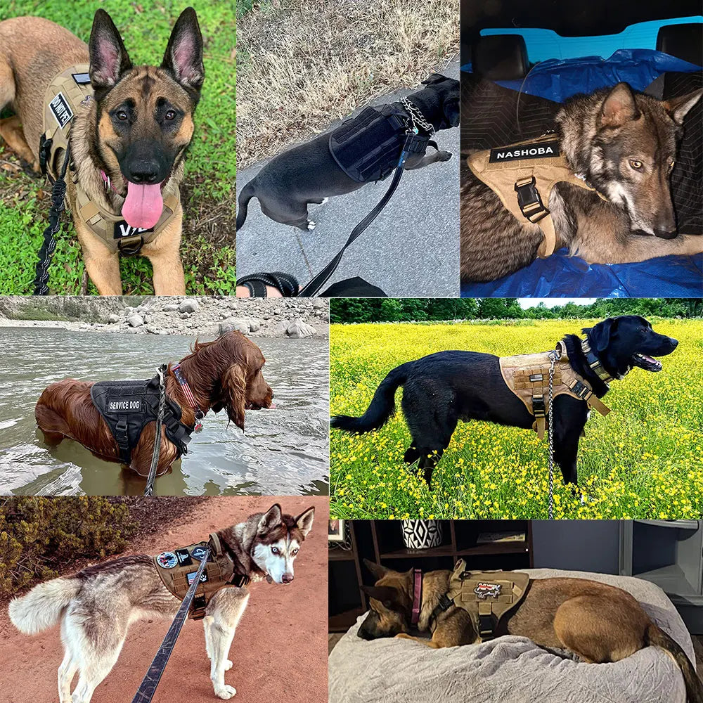 Large Dog Harness And Leash Set Pet German Shepherd Malinois Training Walking Vest Dog Harness And Collar For Medium Large Dogs Se03359a0a6574fc89afeeec94f2a4aaaw Mytailwiggles2.com