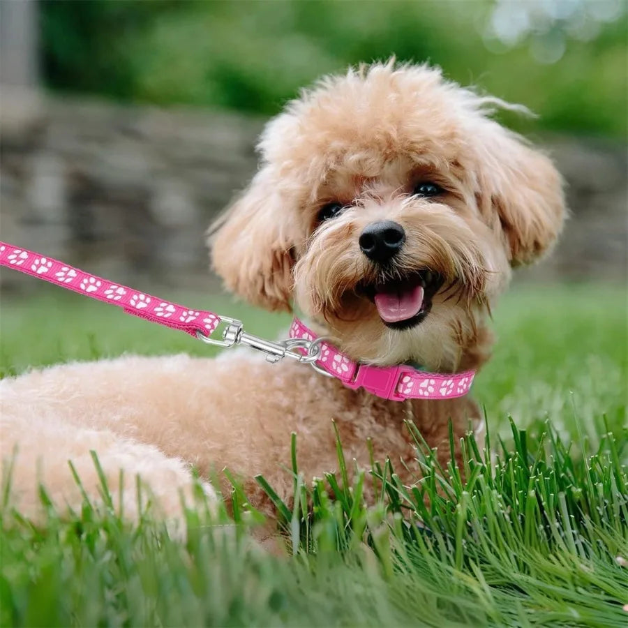XXS Dog Collar and Leash Set with BellPink Nylon Paw Cat Collar Girl Female Cute Fay Puppy Collar with Bells for XXS XS Tiny Li Sf648cfece5a148ff9371768578eaced9y Mytailwiggles2.com